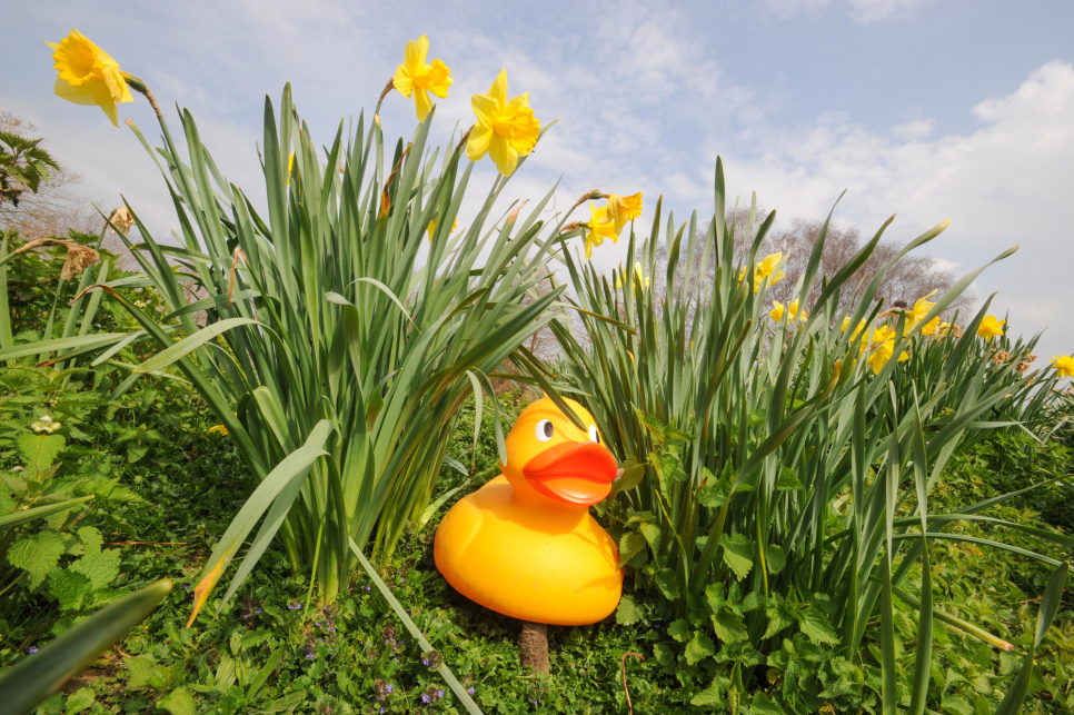 Easter GIANT Duck Hunt